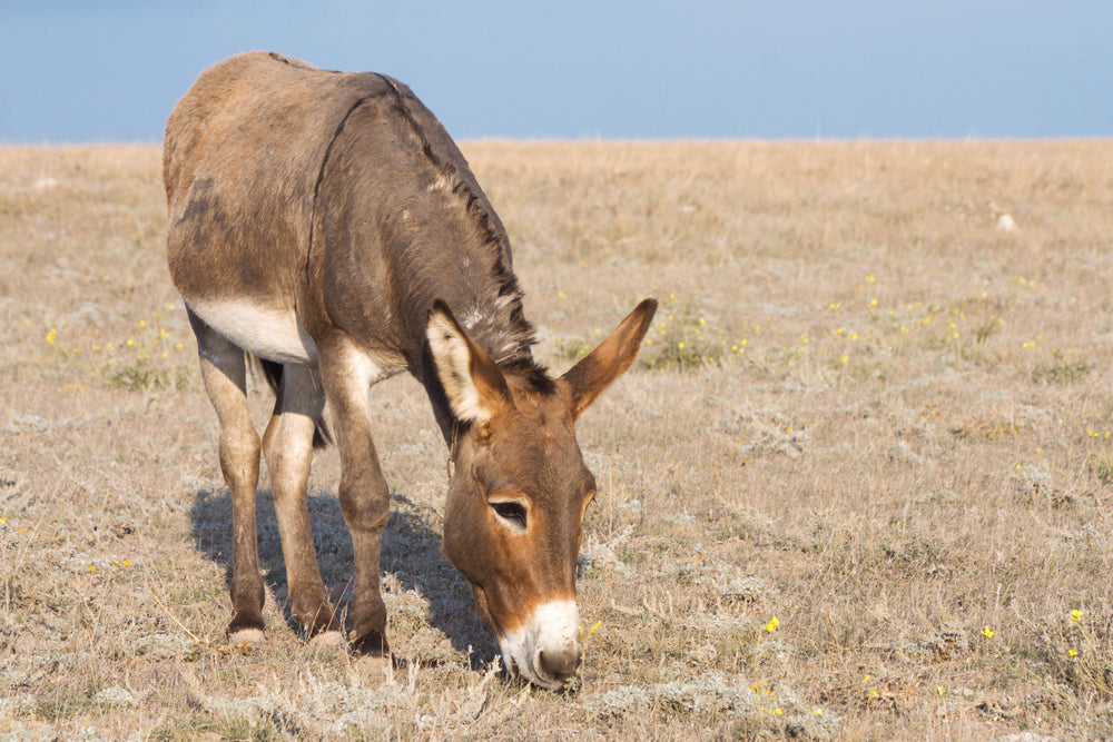 Can Donkeys Get Stomach Ulcers?