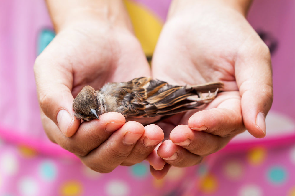 Vet Health 2025: Proventricular Dilatation Disease (PDD) in Birds—Signs, Spread & Management 🦜🧠