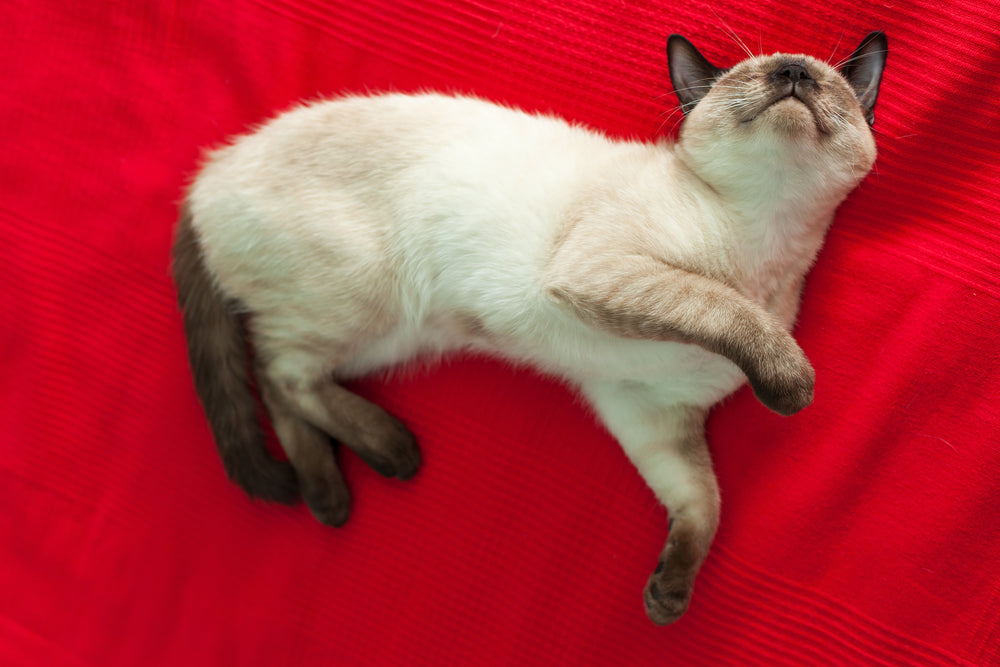 How to Prepare Your Cat for a Low-Stress Blood Draw Visit