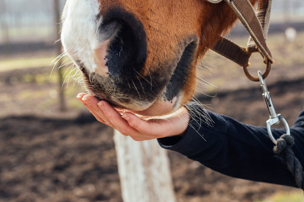 Omega 3 Fatty Acids for Allergic Horses: Vet Insights and Benefits in 2025