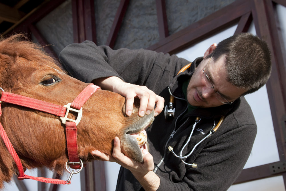 Antibiotic Resistance in Horses: When Antibiotics Help and When They Don’t