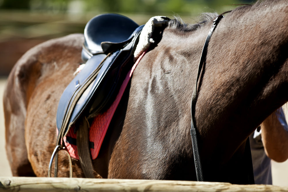 Back Pain and Spinal Stress in Horses