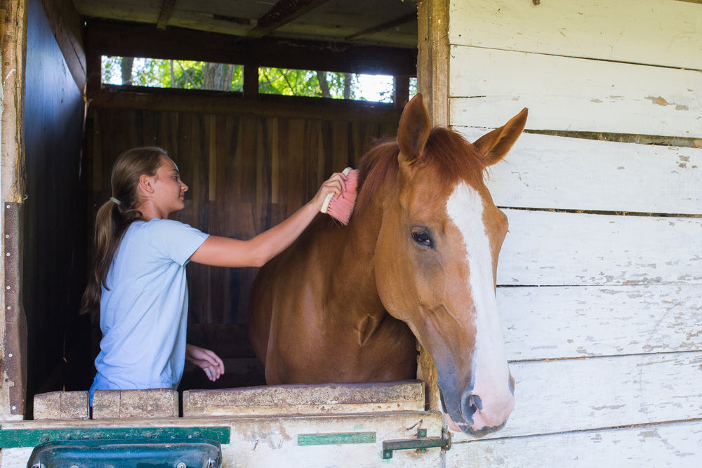 Locking Stifle in Horses: Signs, Treatment and Surgery