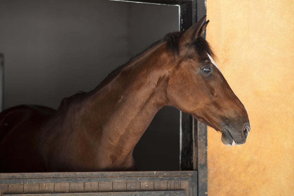 When Should You Give Omeprazole to a Horse With Ulcers?