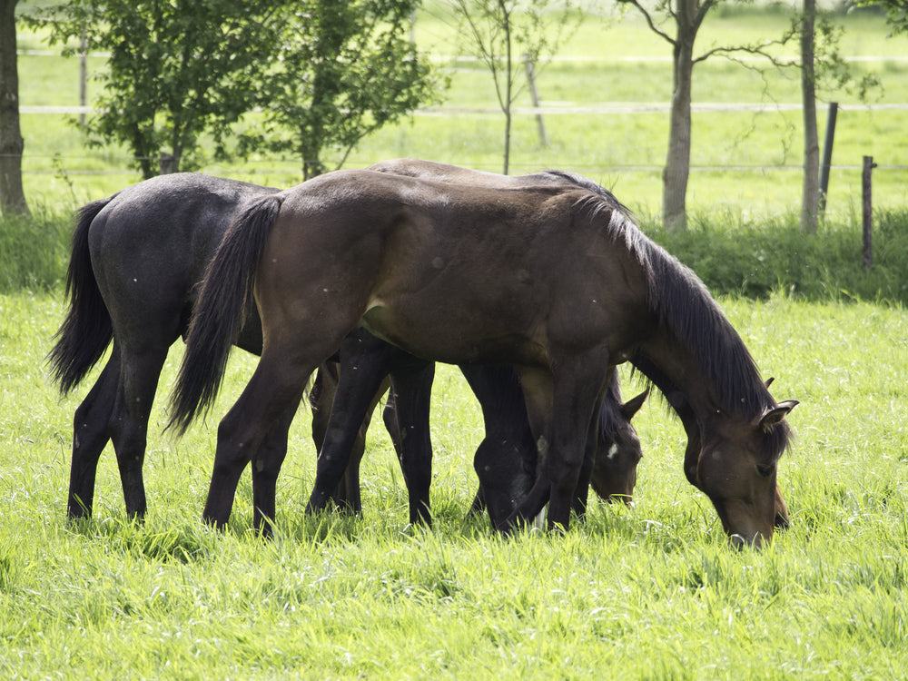 Lameness Evaluation in Horses: How Vets Find the Real Cause