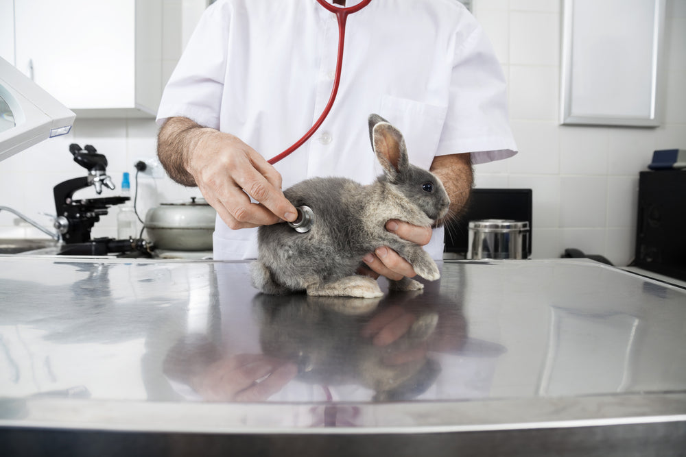 Rabbit Care โ Ask A Vet