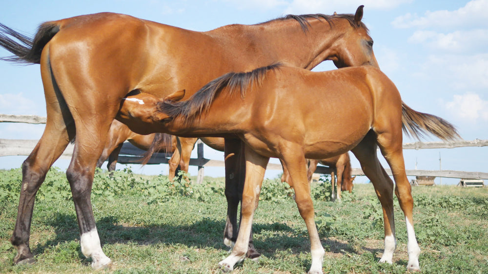 Can Milk pH Testing Predict When a Mare Will Foal?