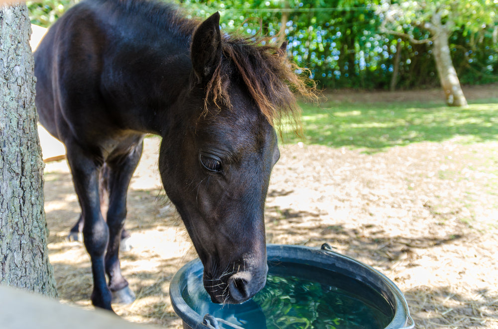 How To Help Your Horse Drink More Water in Winter