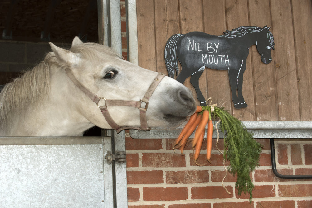 How Horse Digestion Shapes Health