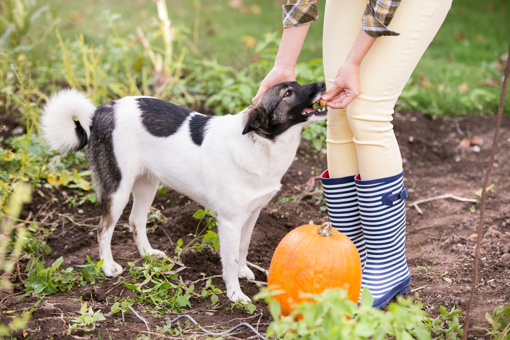 🎃 Healthy Pumpkin Dog Treat Recipes Your Pup Will Love 🐶🍪