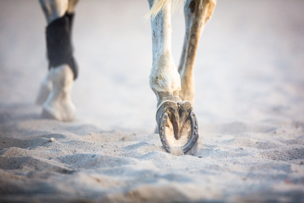 Do Metal Horseshoes Cause Contracted Heels in Horses?