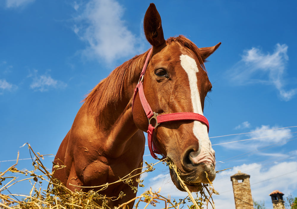 Keratoma in Horses: Signs, Diagnosis and Surgical Treatment