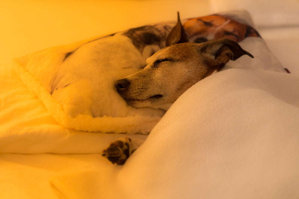 Why Do Dogs Twitch and Paddle in Their Sleep?