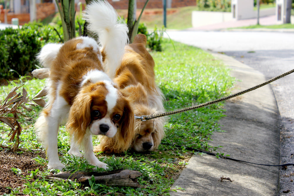 Estriol (Incurin®) for Dog Incontinence