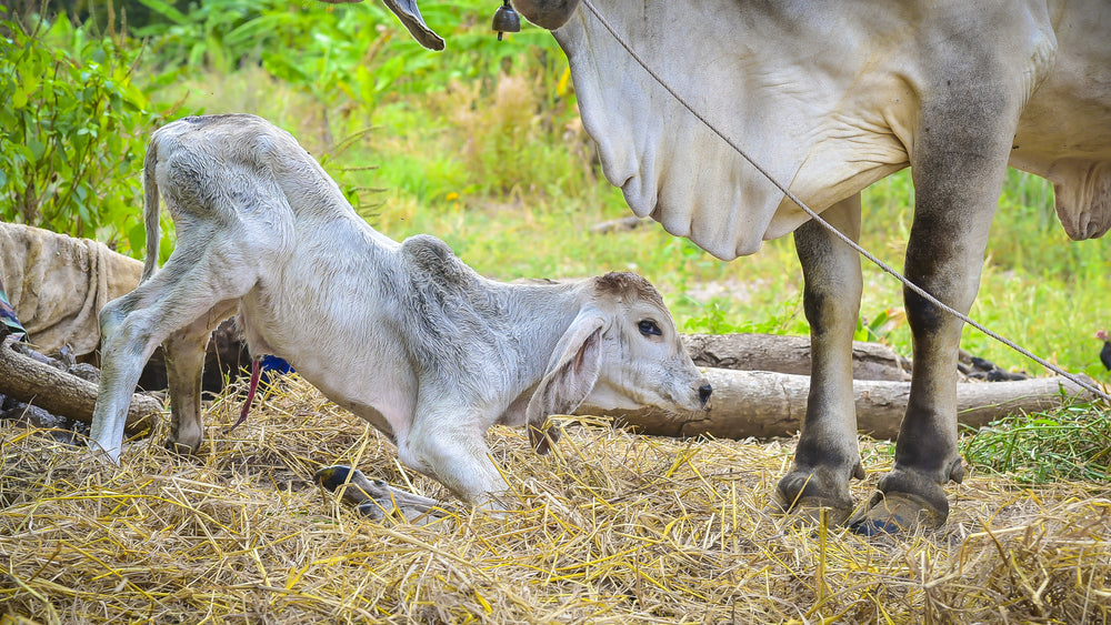 Tetanus in Calves After Castration
