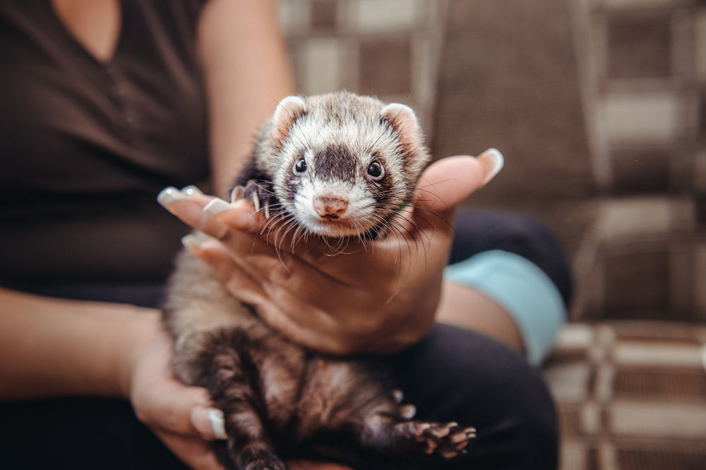 Adrenal Disease in Ferrets: Symptoms, Treatment and Urinary Emergencies