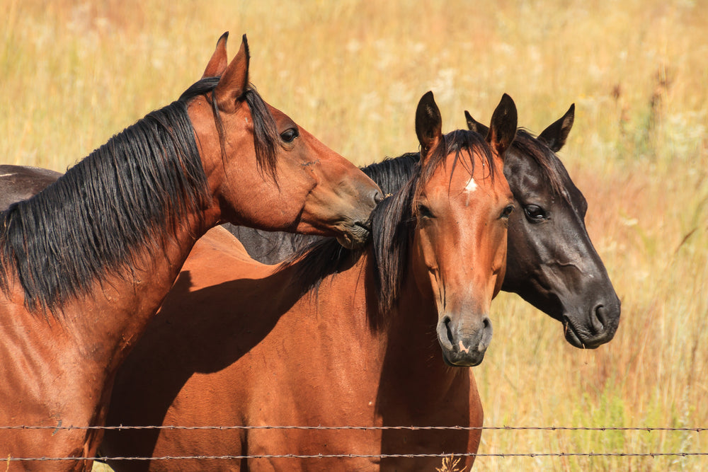 Ringworm in Horses: Signs, Treatment, and How To Stop It Spreading