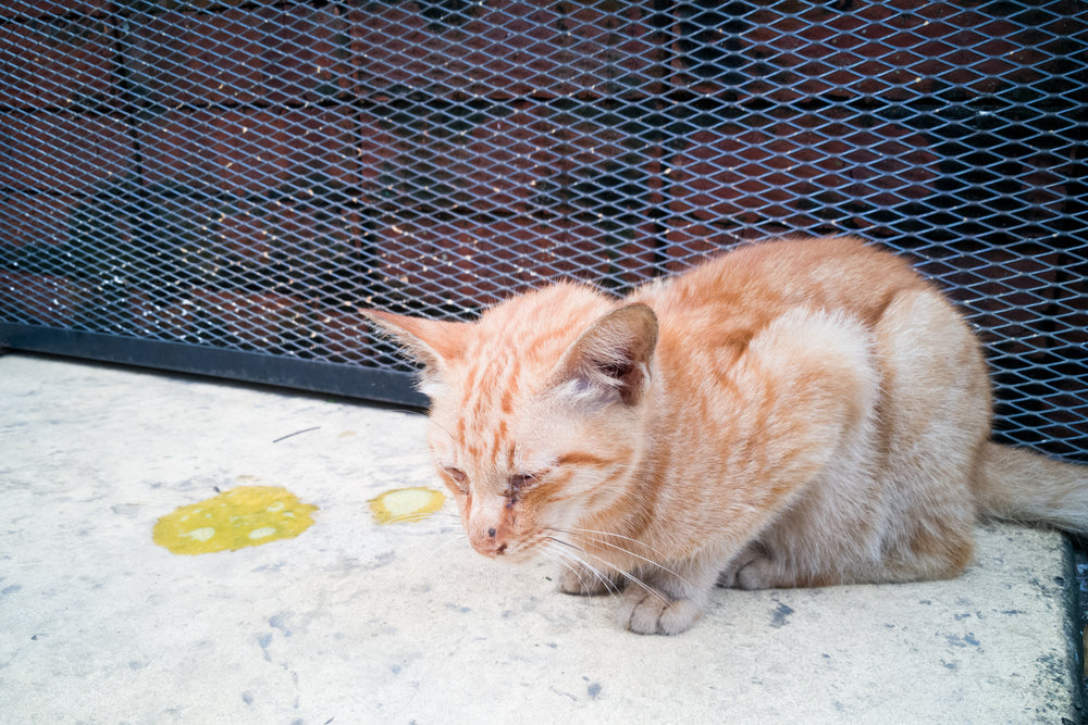 Cimetidine for Dogs and Cats