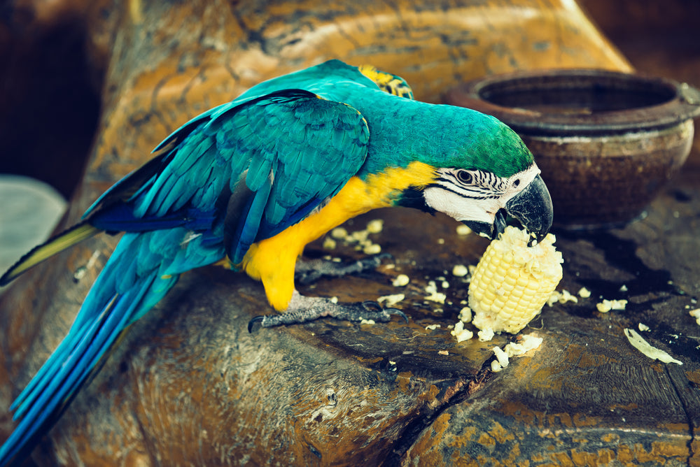 Parrot Nutrition