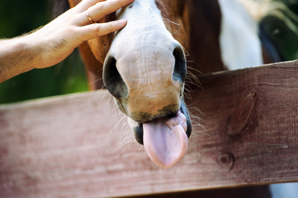 Senior Horse Dental Problems: What Long in the Tooth Really Means