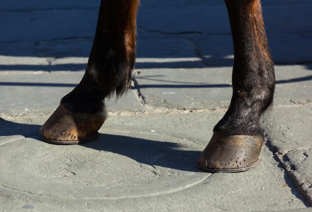 Scratches in Horses: How To Treat Pastern and Heel Dermatitis