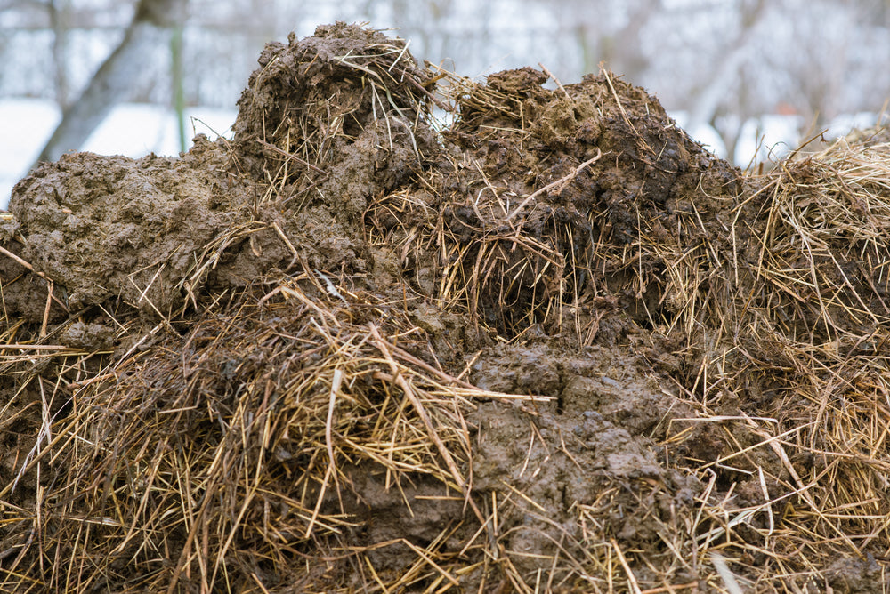 Can Horses Eat Moldy Hay?