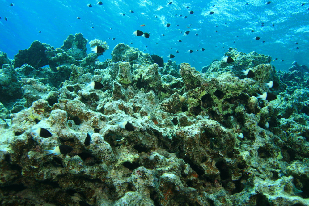 How to Dose Your Reef Aquarium Properly for Stable Coral Health