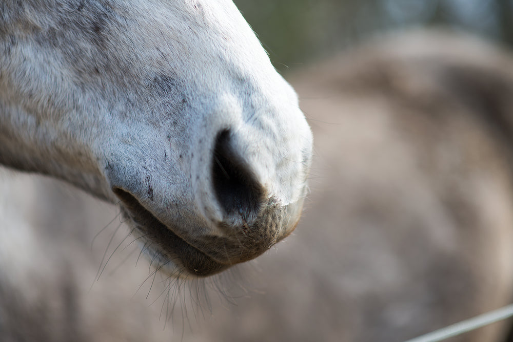 Strangles Complications in Horses: Muscle Disease, Purpura and Warning Signs