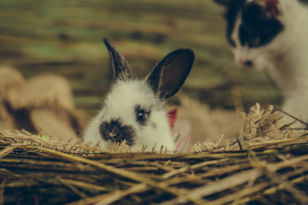 Should You Neuter Your Rabbit?
