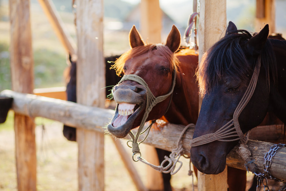 High Potassium in Horses: HYPP, Heart Risks and When It Is an Emergency