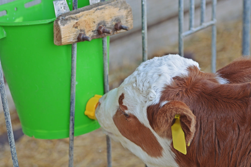 Electrolytes for Calves