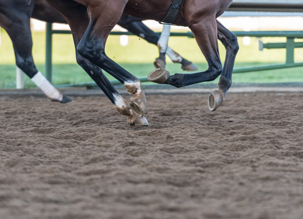 Arthritis in Horses: Signs, Diagnosis and Long-Term Management