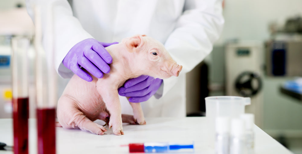 Piglet Birth Weight: How Arginine and Creatine Can Improve Survival and Early Growth