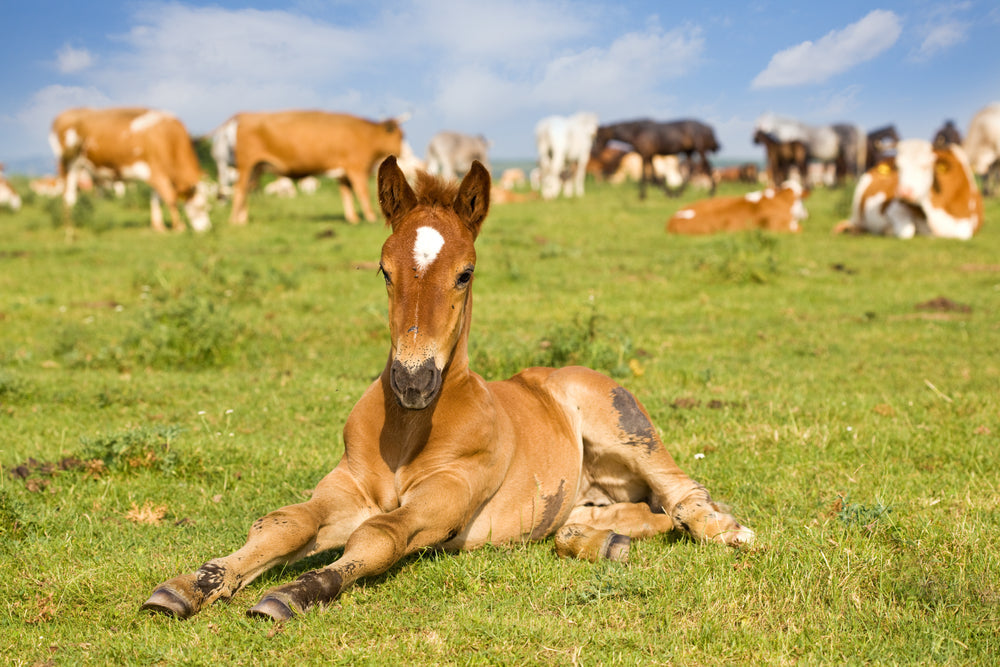 Foal Digestion From Birth to Weaning