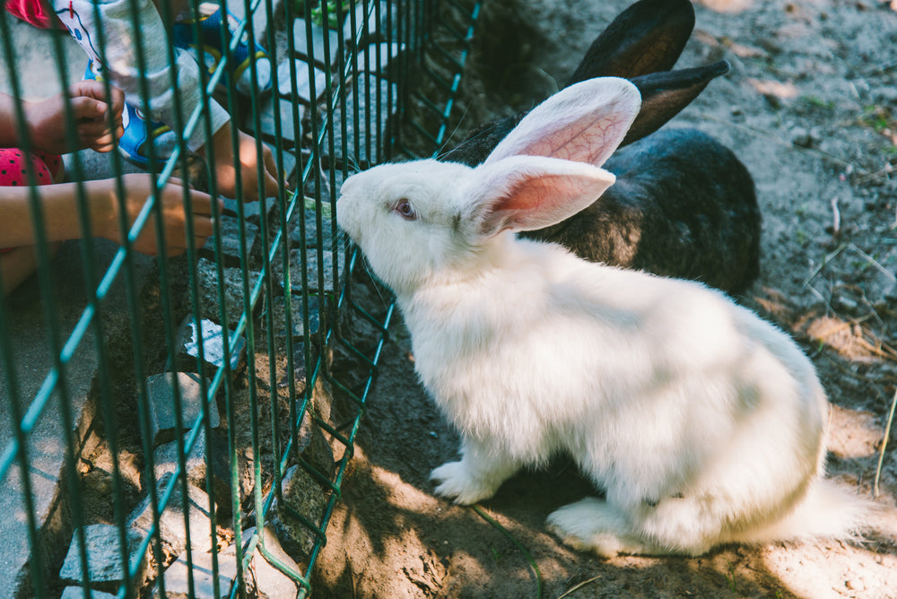 Found a Baby Rabbit? How to Tell If It Is Orphaned and What To Do