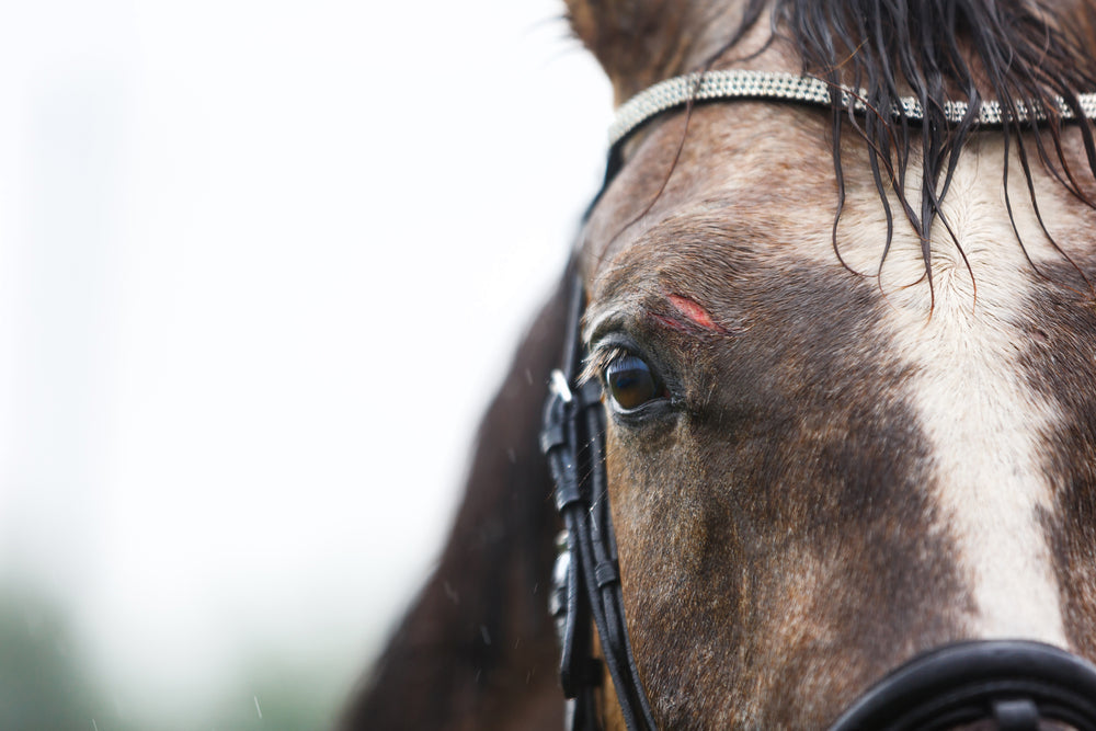 Subsolar Bruising in Horses