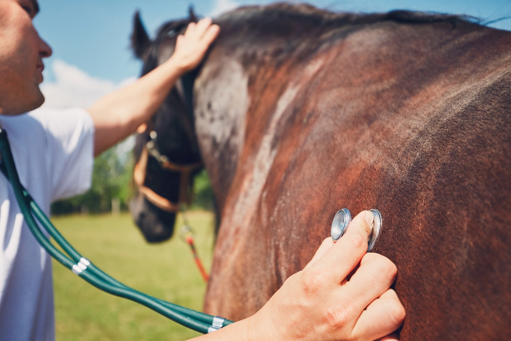 Can Hair Samples Diagnose Cushing’s Disease in Horses?