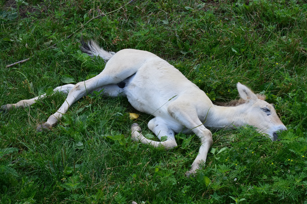 Diarrhea in Newborn Foals: What Is Normal and When To Call a Vet