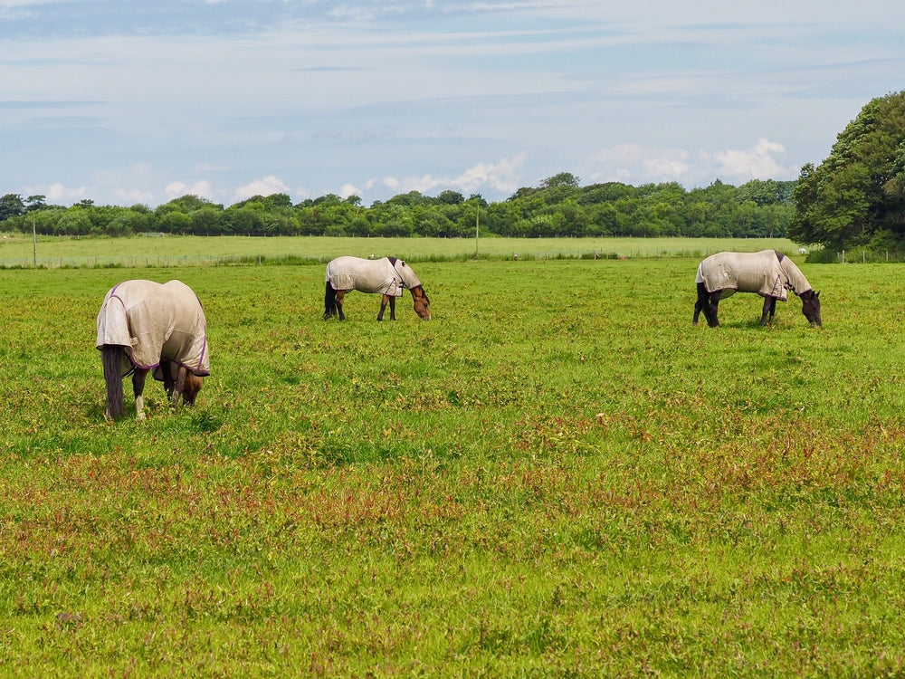Grass Height and Laminitis Risk in Horses