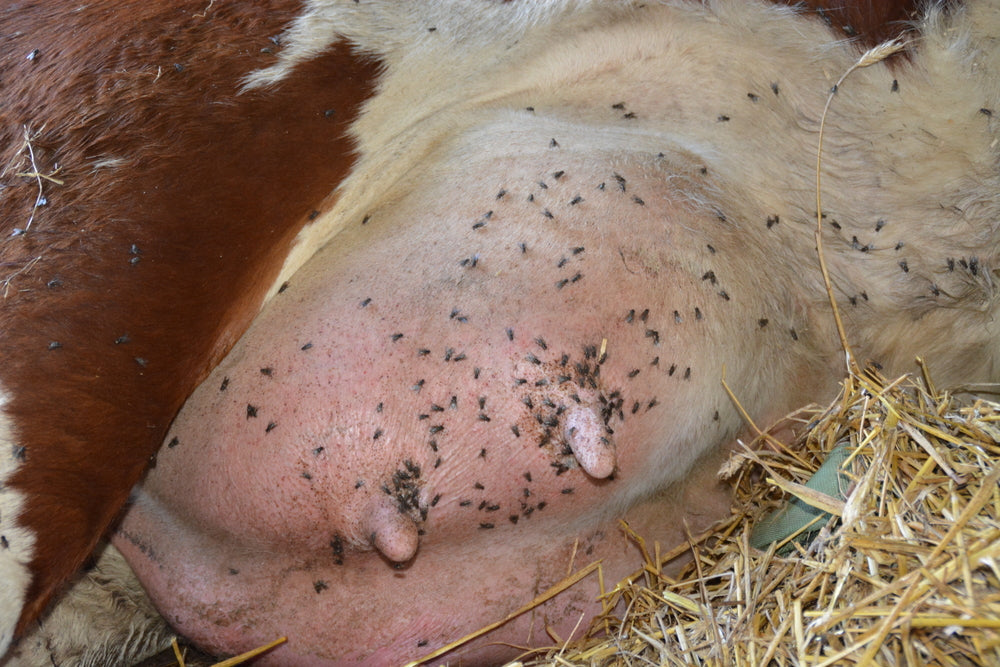Fly Control for Beef Cattle Late in the Season – Vet Tips 2025