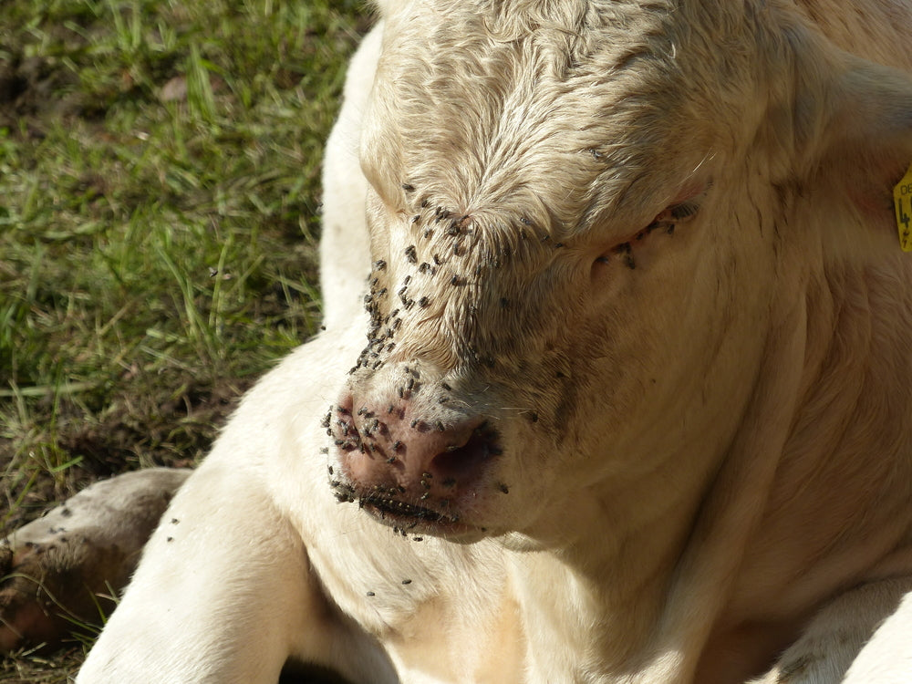 Fly Control for Beef Cattle Late in the Season