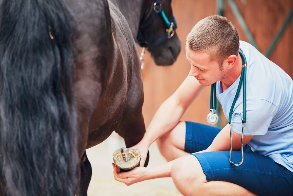 How Hard Surfaces Affect Horse Limbs and Injury Risk