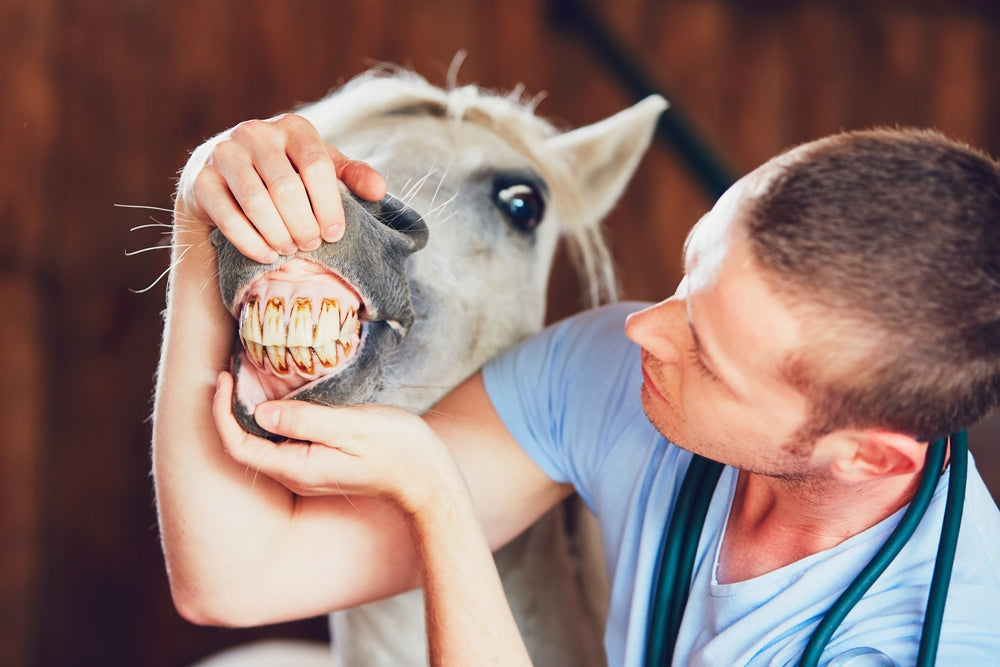 Monensin Poisoning in Horses: Vet Warnings and Recovery in 2025