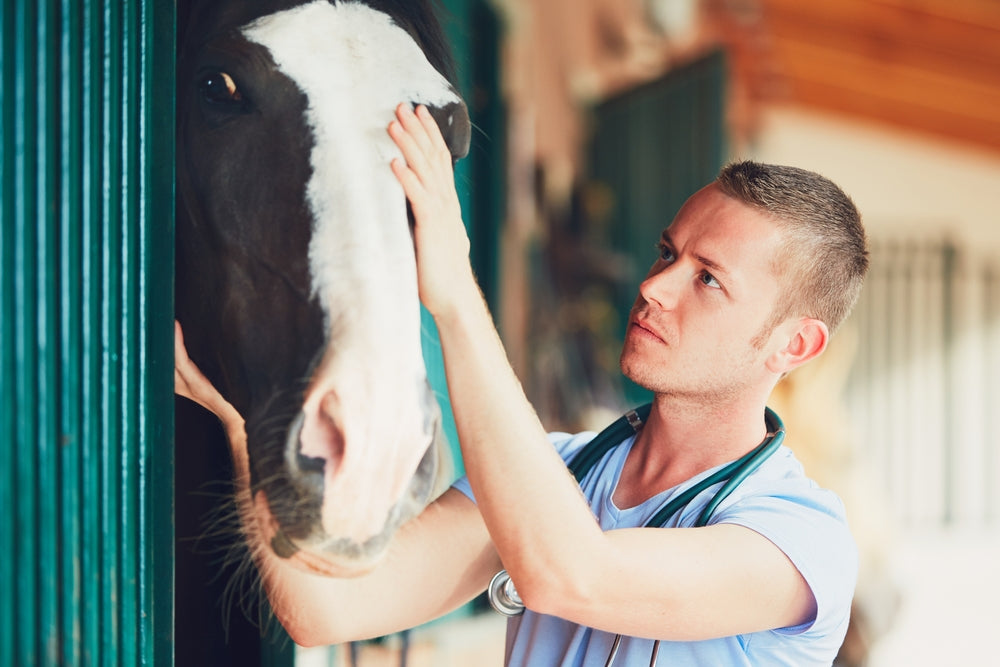 Capped Elbow in Horses: Treatment, Shoe Boils and When To Call a Vet