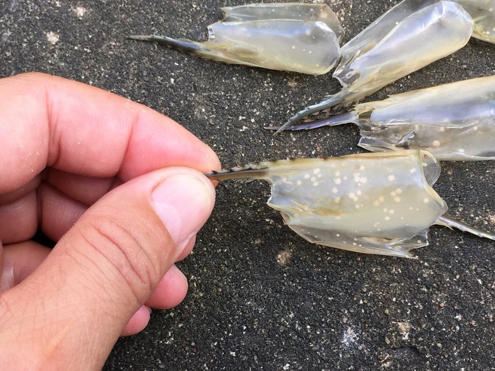 White Spot Disease (Ich) in Fish