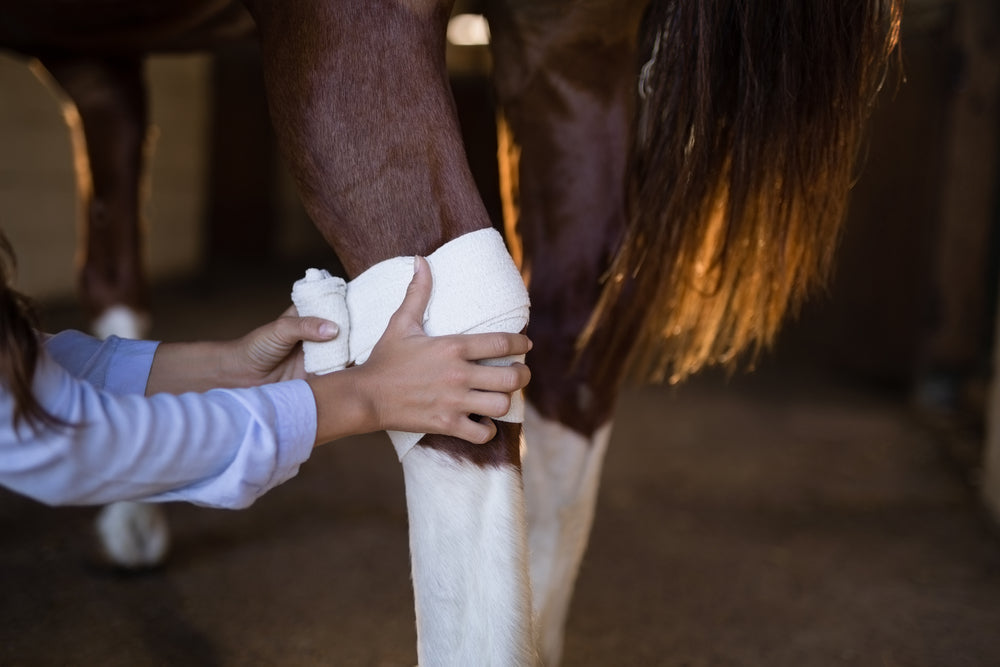 Splint Bone Fractures in Horses: Treatment, Recovery and When To Worry