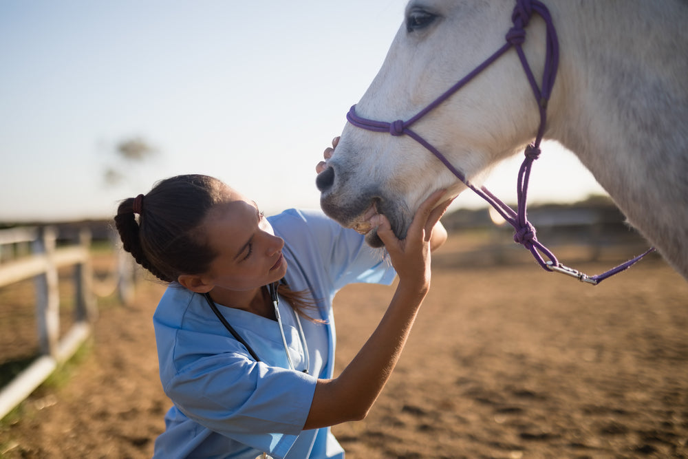 Can EHV Vaccination Prevent Neurologic Disease in Horses?
