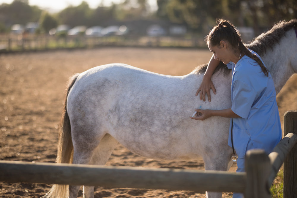Omega 3 Fatty Acids and Insulin Sensitivity in Horses: What Vets Recommend in 2025