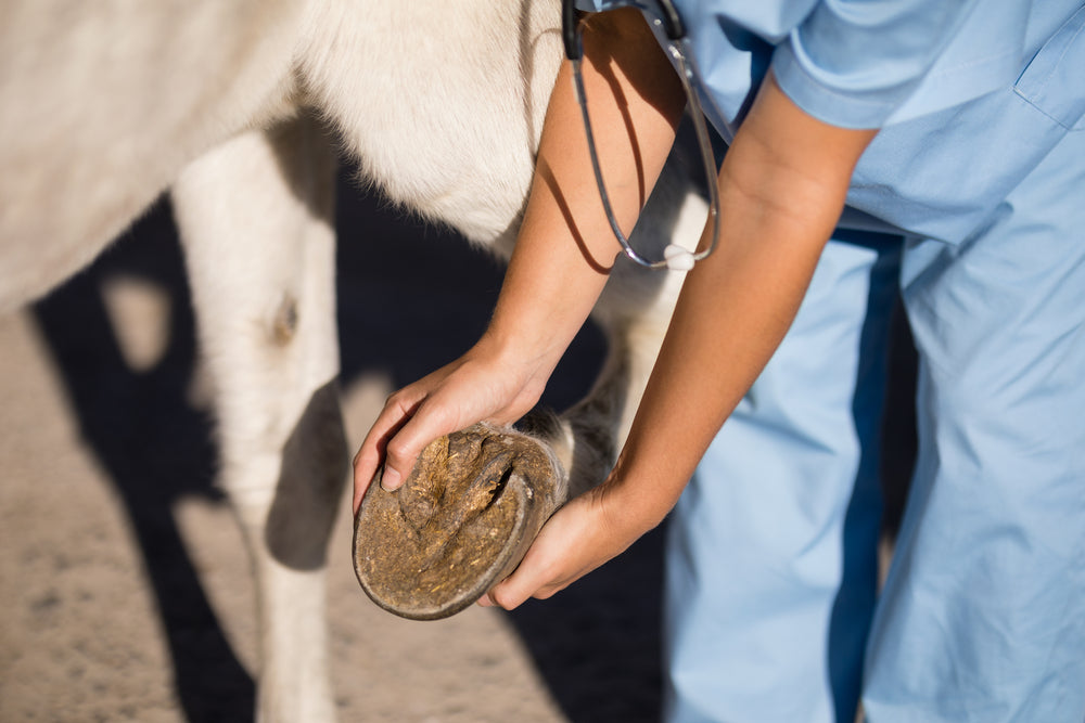 Navicular Syndrome in Horses: Heel Pain, Diagnosis and Treatment
