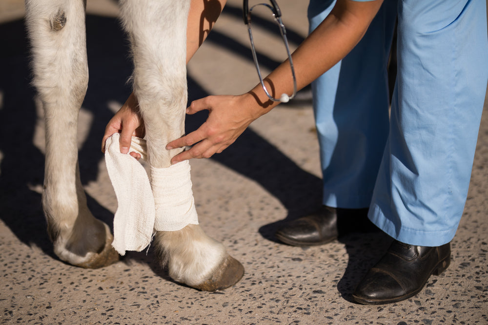 Why Horses With Hoof Problems Often Need X-rays